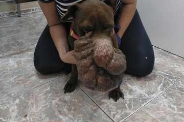 La sociedad grancanaria se vuelca con la perra con un impactante tumor en el hocico (Foto Protectora Leyre)